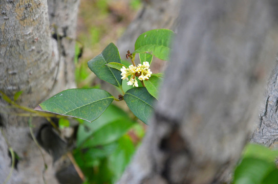 桂花树