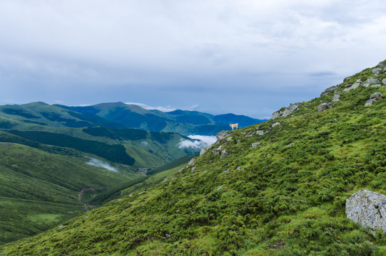 五台山朝台