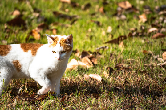 秋天草地上的猫