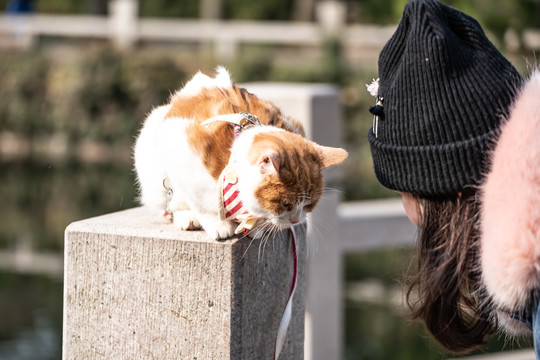 公园里的猫