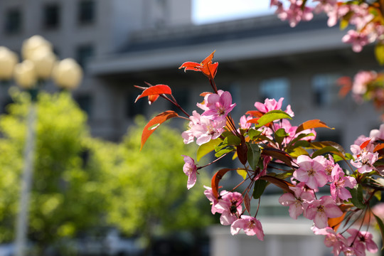 海棠花素材