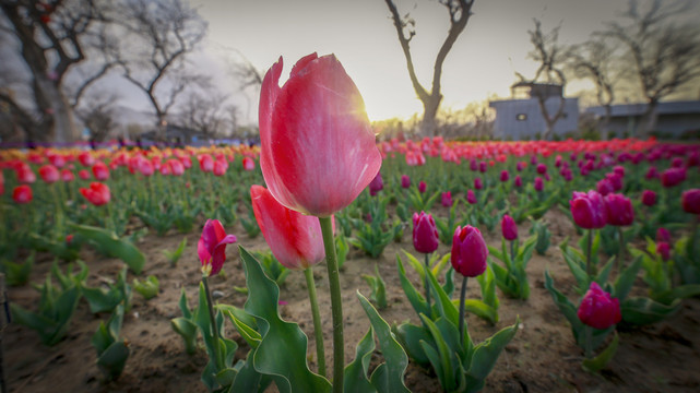 郁金香花