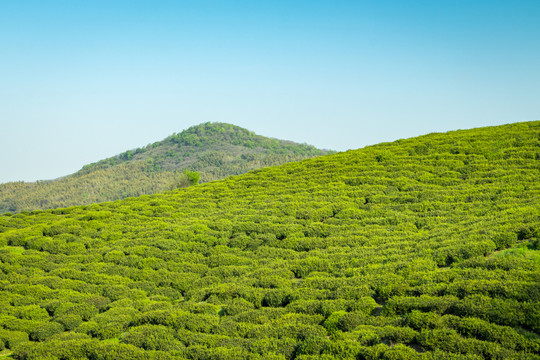 茶园茶山