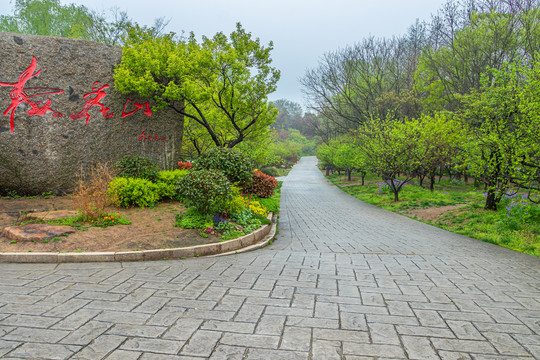 南京明孝陵梅花山