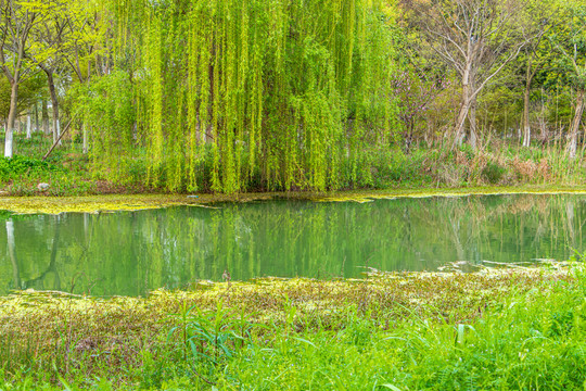 春天风景