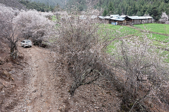 航拍龙古村桃花