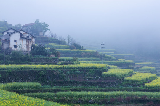 建德胥岭油菜花