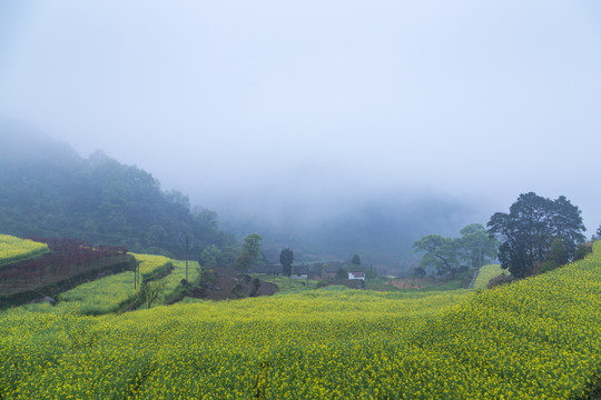 建德胥岭油菜花