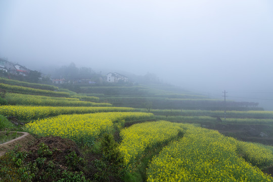 建德胥嶺油菜花