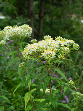 菊科野生植物小舌紫菀