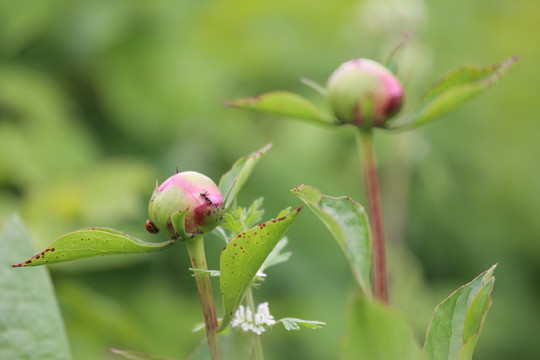 粉红芍药花