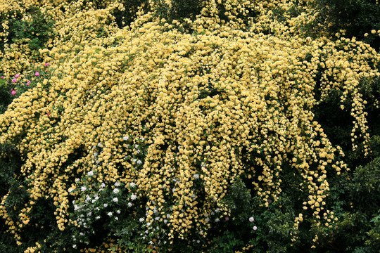 黄木香花