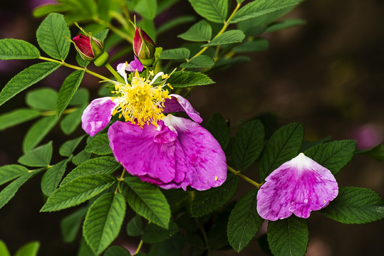 月季花