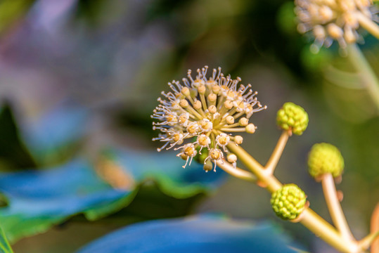 五加科被子植物八角金盘