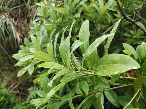 雨后的杨梅树枝叶