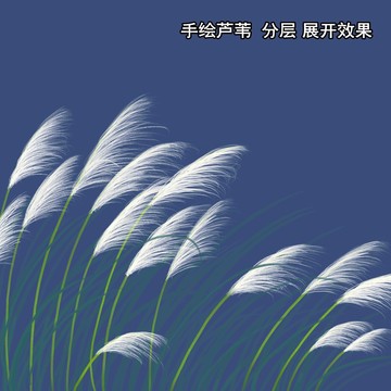 手绘芦苇