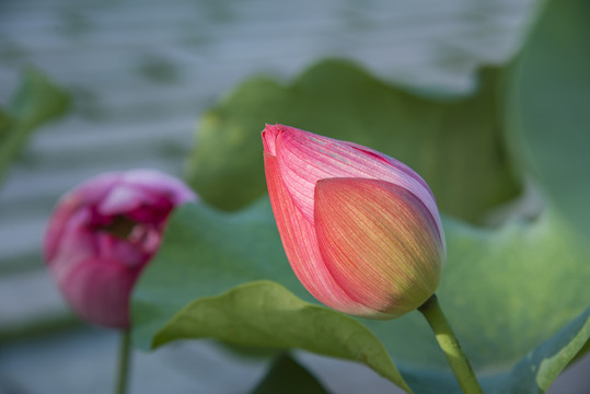 荷花花苞