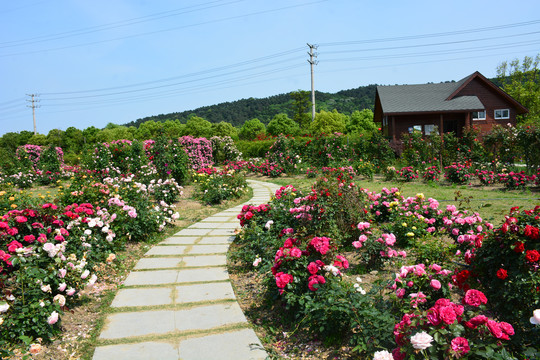 玫瑰小径与小木屋