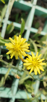 野菊花