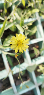 野菊花