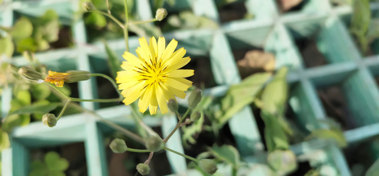 野菊花