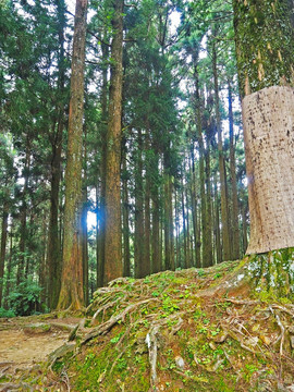 台湾阿里山原始森林