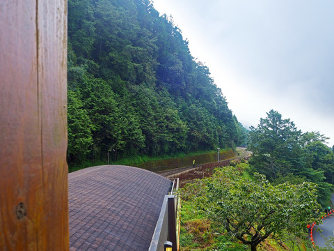 台湾阿里山原始森林