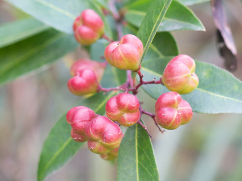 卫矛科植物刺茶裸实