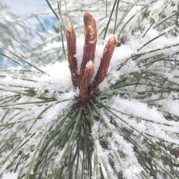 雪松