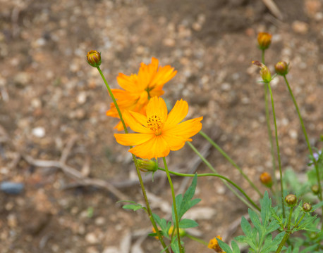 小菊花