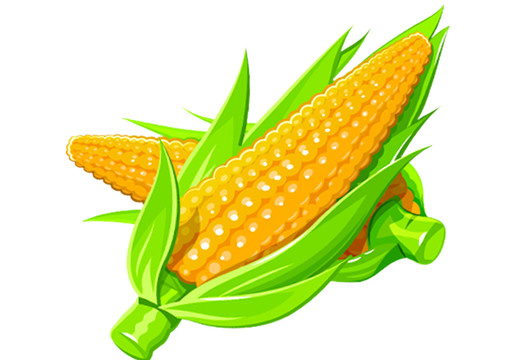 玉米插畫