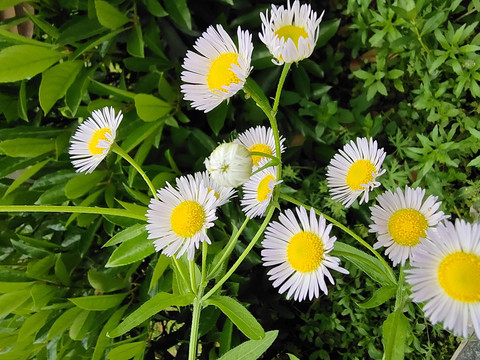 油麻草