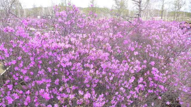 杜鹃花海