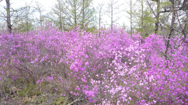 杜鹃花海