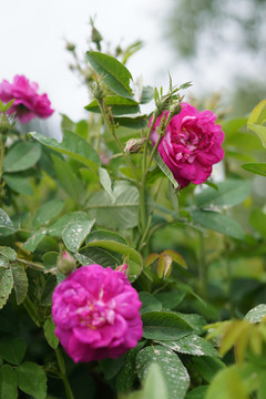 新疆玫瑰花
