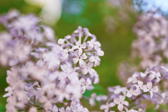 丁香花