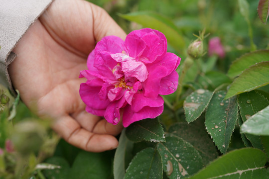 大马士革玫瑰花