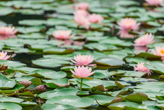 夏季粉红色睡莲花海