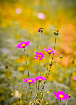 格桑花