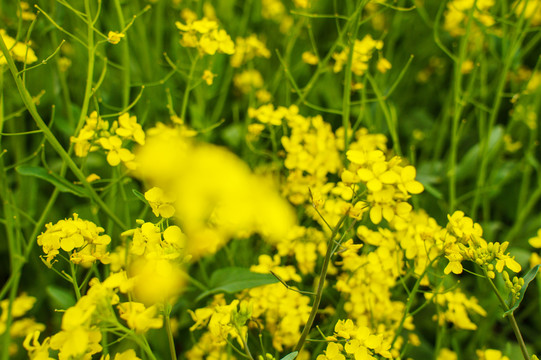 油菜花