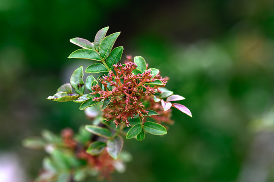 汉源花椒开花特写