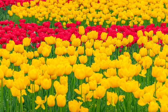 郁金香花海