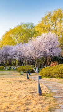 公园春天风景