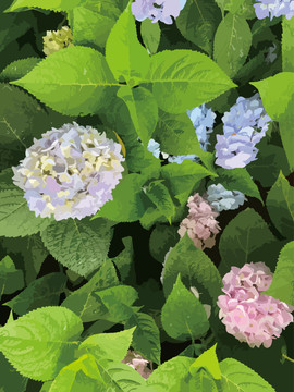 繡球花矢量圖