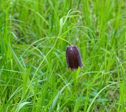 吊钟花