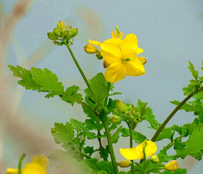 狼毒花