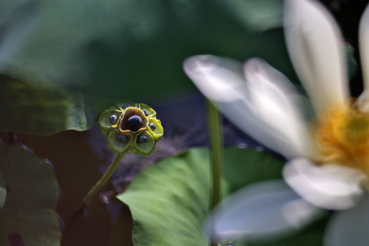 荷花