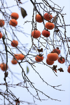 柿子树冬天