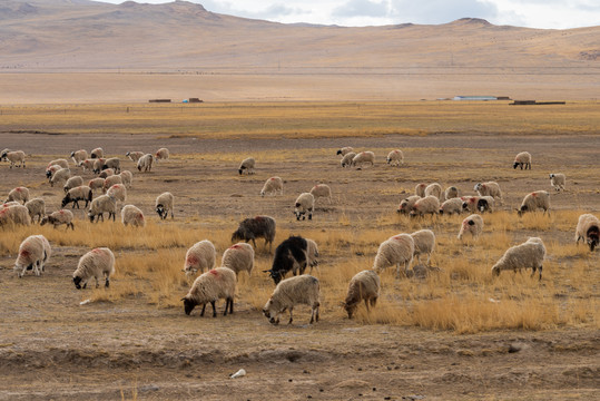 西藏那曲草原牧场上牦牛群13