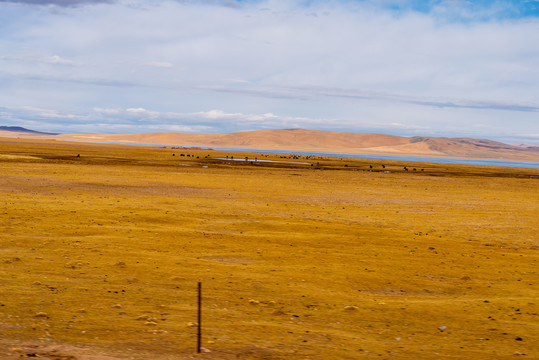 西藏那曲草原牧场上牦牛群23
